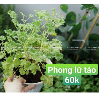 Cây Thanh Lý Số Lượng Ít Vườn Jun Garden Cập Nhật Cây Và Phân Loại Theo Từng Đợt
