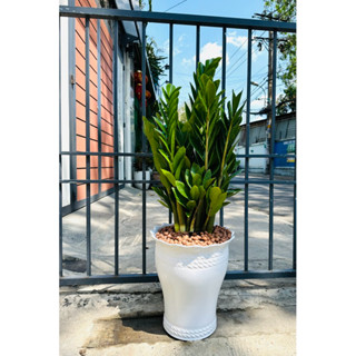 {Tặng dĩa + sỏi rải} Combo cây kim phát tài lớn trồng sẵn vô chậu nhựa, thích hợp văn phòng, decor nhà