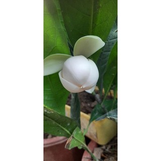 Cây hoa dạ hợp hương hoa rất thơm, cây đang nụ y hình