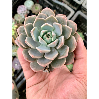 Sen đá hồng quế bầu 6-8cm