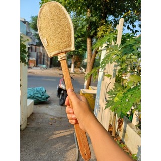 Cây chà lưng xơ mướp - cây kì lưng - xơ mướp tắm - sơ mướp
