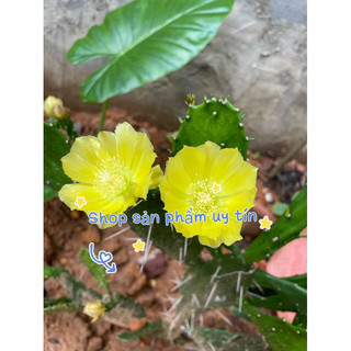 Xương rồng cactus yellow