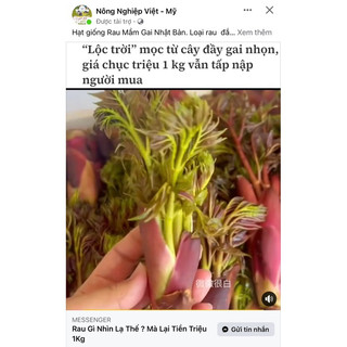Hạt giống rau mầm gai gói 50h