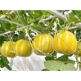 Gói 20 hạt giống dưa bở sáp cổ