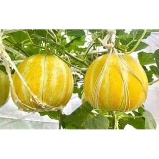 Gói 20 hạt giống dưa bở sáp cổ