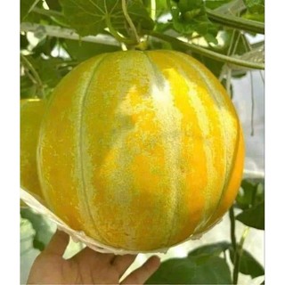 Gói 20 hạt giống dưa bở sáp cổ