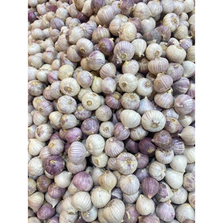 tỏi cô đơn size đại 1kg