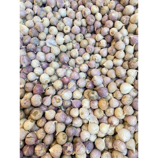 tỏi cô đơn size đại 1kg