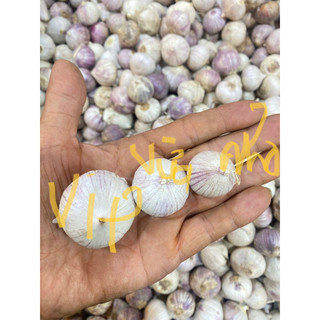 tỏi cô đơn size đại 1kg