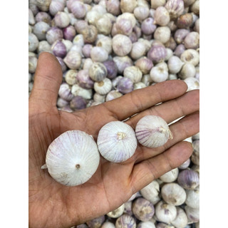 tỏi cô đơn size đại 1kg