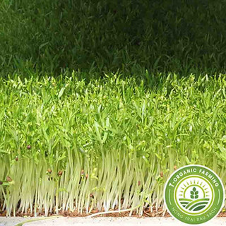 Hạt giống rau mầm rau muống gói 50g