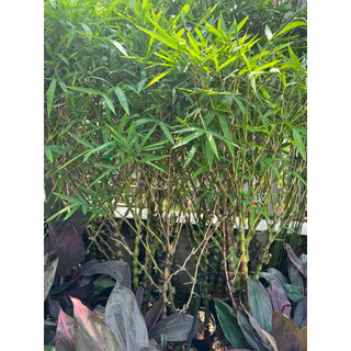 Trúc quan âm cây lớn