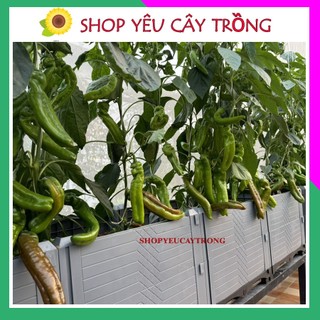 Hạt Giống Ớt Ngọt Sweet Palermo sai quả dễ trồng gói 10 hạt