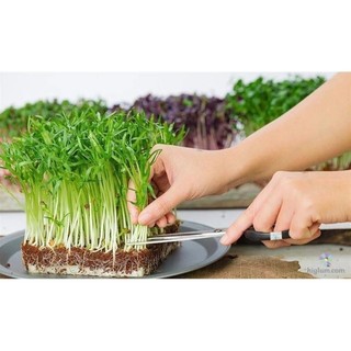 Hạt giống rau mầm rau muống 50g