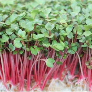 Hạt giống rau mầm củ cải đỏ gói 50g🍀