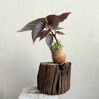 Cây hoa thu hải đường - begonia benigo lá đỏ chấm bi