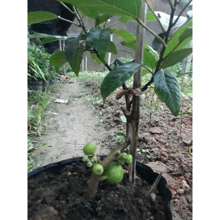 Phân bón hữu cơ trùn quế, Phân trùn quế