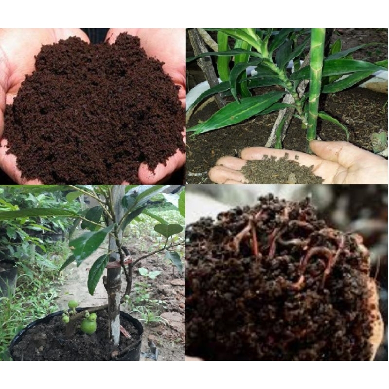Phân bón hữu cơ trùn quế, Phân trùn quế