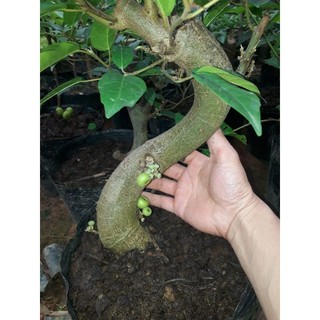 Phân bón hữu cơ trùn quế, Phân trùn quế