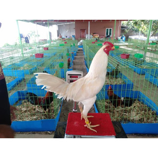 Khay nhựa 1m2,1m,80v,60v dày 4li khay nhựa chuồng gà ,khay nhựa lót lòng gà