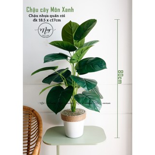 Cây giả, Cây môn xanh, chuối kiển chậu nhựa trang trí cói