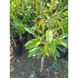 Cây măng cụt Bến Tre