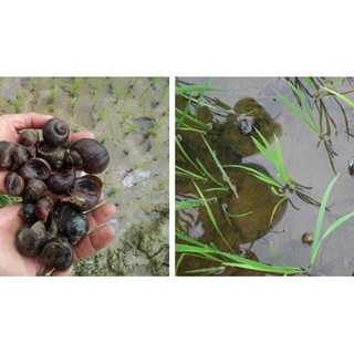 Thuốc diệt ốc gói 100gram