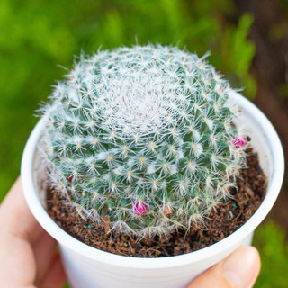 Xương rồng bánh sinh nhật cỡ lớn 7-9cm