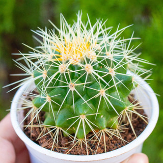 Xương rồng kim hổ cỡ lớn 7-9cm