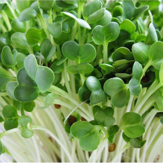 Anhduong Mầm Rau Củ Cải Đỏ/Trắng Gói 50G Giòn Ngọt, Năng Xuất tốt