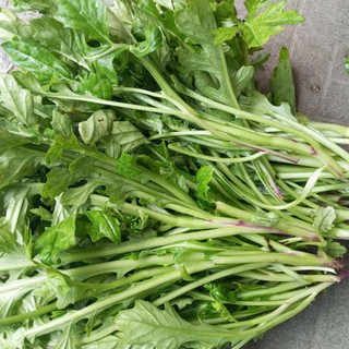 1kg cây bồ công anh tươi. lá bồ công anh tươi