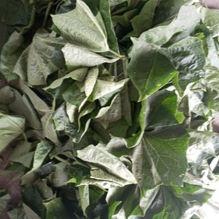1kg lá mướp tươi