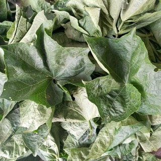 1kg lá mướp tươi