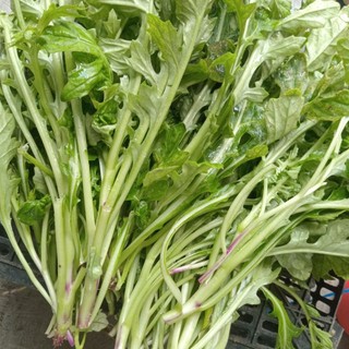 1kg cây bô công anh tươi.lá bồ công anh tươi