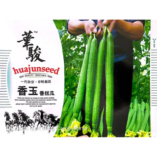 Hạt Giống Mướp Hương Năm Lá Cực Thơm Và Mềm Nhập Khẩu - Nguyên Gói 40 Hạt - Nảy Mầm 98%