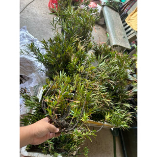  Cây Mị Nương biotop thuỷ sinh siêu đẹp | mỵ nương cây dễ trồng dễ phát triển 