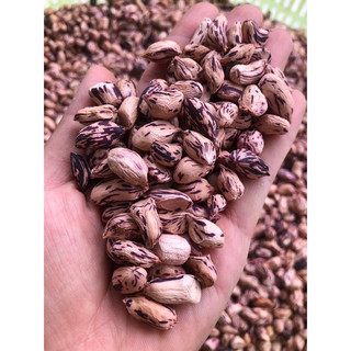 Lạc hoa trắng Mường Khương Lào Cai