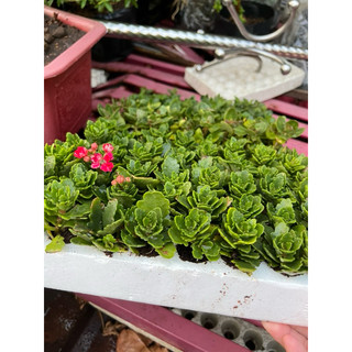 Cây giống hoa sống đời thái đơn