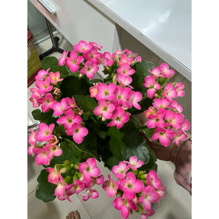 Cây giống hoa sống đời thái đơn