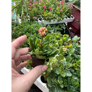 Cây giống hoa sống đời thái đơn