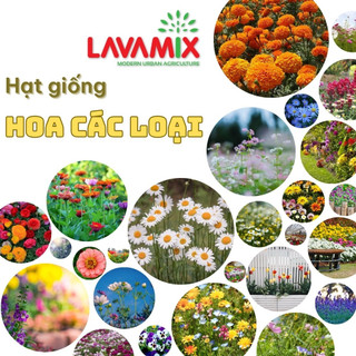 Hạt giống Hoa trồng quanh năm, nhiều màu, nhiều kích thước, trồng chậu hoặc thảm hiệu Rạng Đông | Green House