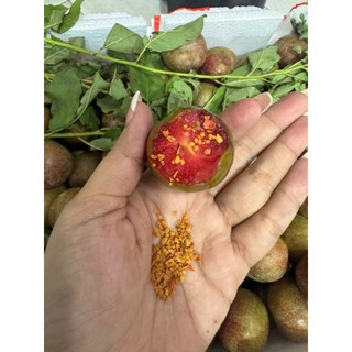 Mận hậu mộc châu 1kg