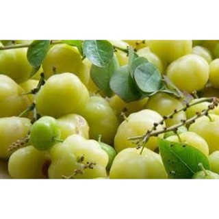 Cây chùm ruột ngọt.