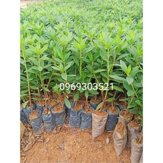 Cây giống hoa đỗ quyên