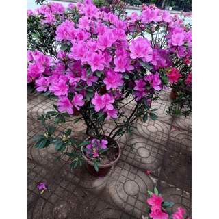 CÂY GIỐNG HOA ĐỖ QUYÊN