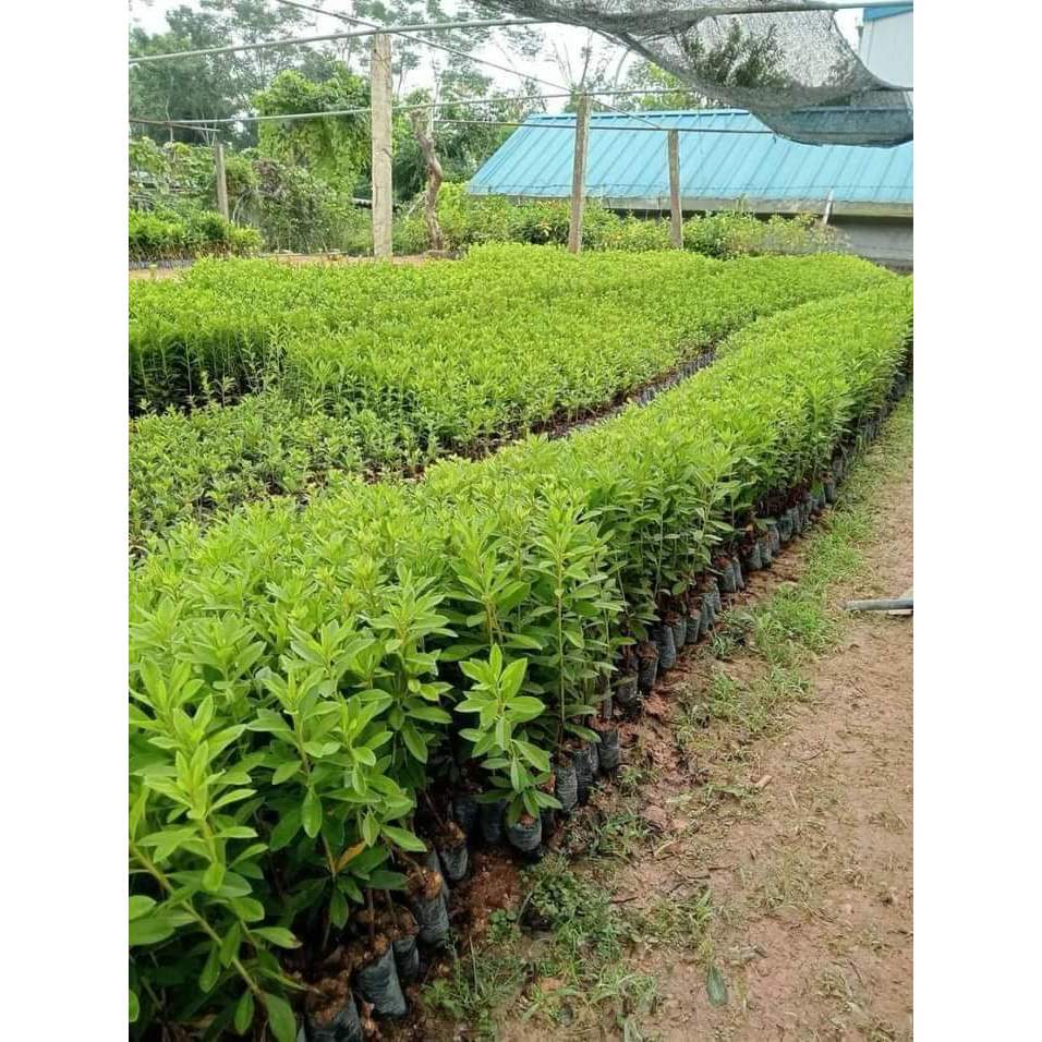 CÂY GIỐNG HOA ĐỖ QUYÊN