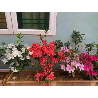 CÂY GIỐNG HOA ĐỖ QUYÊN