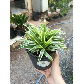 Cây cỏ lan chi (chỉ giao hỏa tốc HCM)