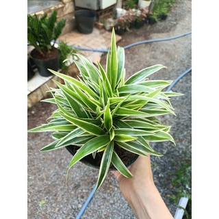 Cây cỏ lan chi (chỉ giao hỏa tốc HCM)
