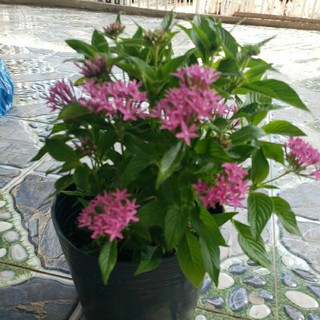 Diễm Châu (Viễn Châu) tặng kèm phân bón